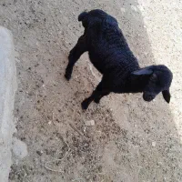 بره