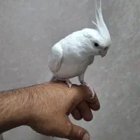 عروس البینو نر