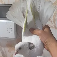 کفتر قاره سیاه نر و سفید ماده پرشی پرشی و جوجه