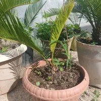 سیکاس
