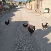 ۴ مرغ و یک خروس  خوشگل
