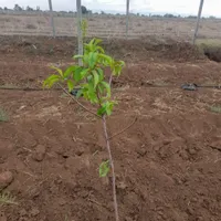 باغ سیب تاکستان|فروش دفتر صنعتی، کشاورزی، تجاری|تهران, سرو آزاد|دیوار