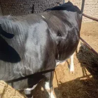 گاو تلیسه ابستن