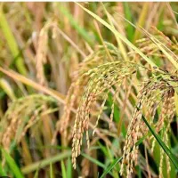 پک ویتامینه (سبوس برنج قهوه‌ای)