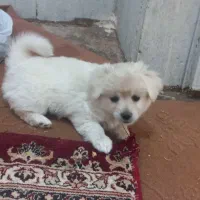 اشپیتز پامر
