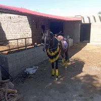 اسب
