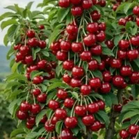 400-متر-زمین-چمن-اب