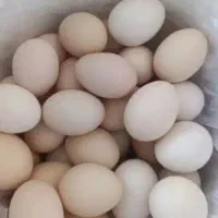 تخم مرغ محلی