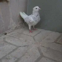 فروش کبوتر