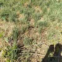 فروش-زمین-جهت-کاشت-انگور-در-روسنای-مانیزان