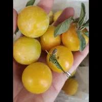الو زرد تازه کیلویی ۸۰هزار