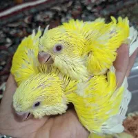 راهب زرد نرو ماده با تست