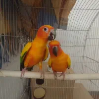 یک جفت طوطی خورشیدی نروماده آماده