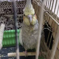 شش عدد عروس هلندی  ، دو عدد بچه