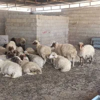 43راس میش