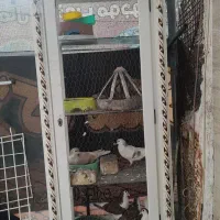 قفس گنجه جفتگاه پرنده کفتر