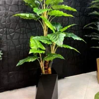 درختچه برگ کاهویی