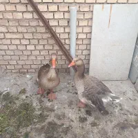 دوتا قاز نر وماده