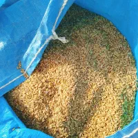 گندم کاه دارم فروش