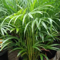 درختچه نخل اریکای 3 بوته