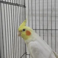 عروس هلندی نر