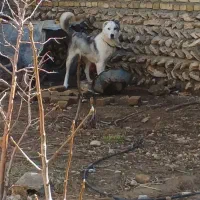 توله سگ ۸ ماهه