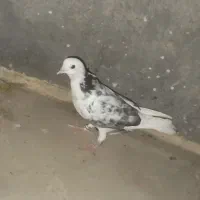 پرنده