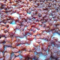 خرما برهی