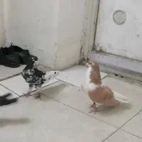 کبوتر چپ راست کلاغ نواری اس