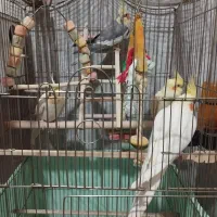 فروش عروس هلندی های زیبا