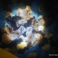 جوجه محلی