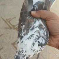 کفتر پزشی