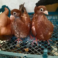 پرنده جوجه صرب..بایه دونه فنچ باقفس