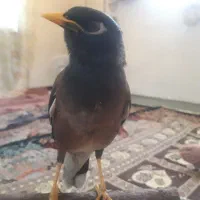 مینا
