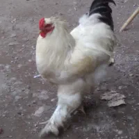 خروس برهما اصل یک ساله
