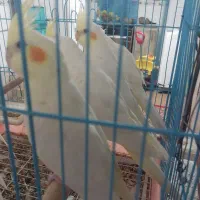 عروس هلندی