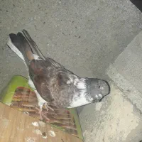 کفتر|پرنده|میناب, |دیوار