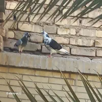 کفتر