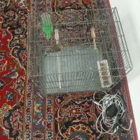 سهره قناری قرص بخون