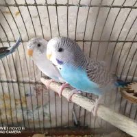 پرنده مرغ عشق