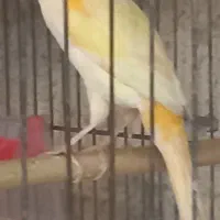 قناری ماده  ردفکتور