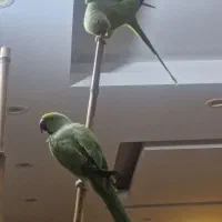طوطی