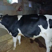 گوساله نر سیمینتال