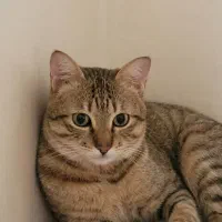 واگذاری گربه خونگی نژاد dsh