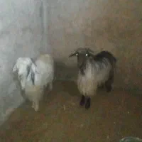 بزچاق