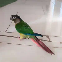 گرینچیک معاوضه دارم با ملنگو