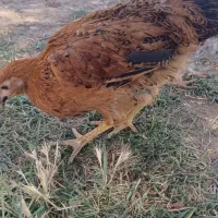 جوجه محلی