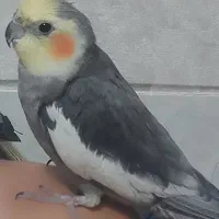 عروس هلندی نر سخنگو