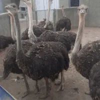 فروش ۱۰ عدد شتر مرغ پرواری