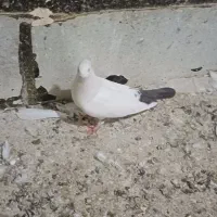 کفترکبوتر